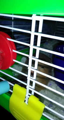 Pet Supply Store «PetSmart», reviews and photos, 5214 Blanche Moore Dr, Corpus Christi, TX 78411, USA