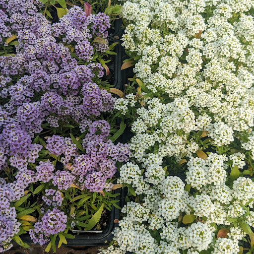 Wholesale Plant Nursery «Garden Fantasy», reviews and photos, 43250 Tyler Rd, Belleville, MI 48111, USA