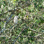 Photo n° 6 de l'avis de Romain.u fait le 11/07/2022 à 20:30 pour Terres d'Oiseaux à Braud-et-Saint-Louis