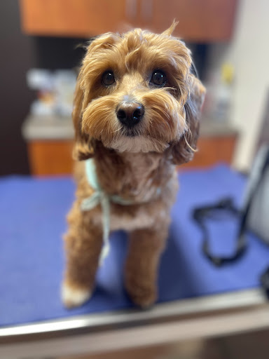 Lakeview Veterinary Care image