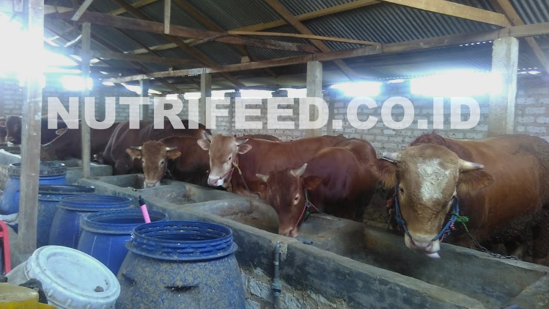 Distributor Pakan Ternak Nutrifeed