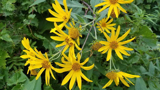 Park «Coon Rapids Dam Regional Park», reviews and photos, 10360 W River Rd, Brooklyn Park, MN 55444, USA