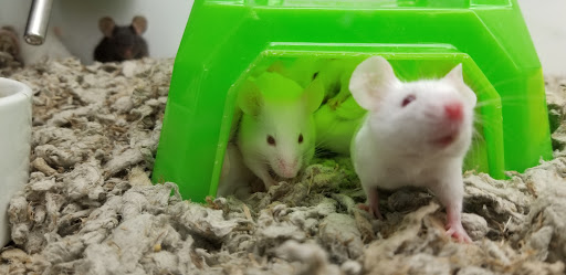 Pet Supply Store «Petco Animal Supplies», reviews and photos, 801 W Lake Ave, Peoria, IL 61614, USA