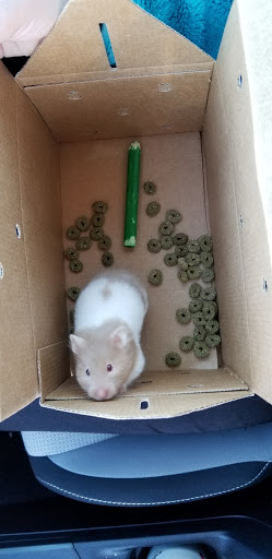 Pet Supply Store «PetSmart», reviews and photos, 2200 E Lohman Ave, Las Cruces, NM 88001, USA