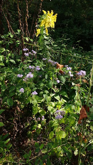 Lions Club Park - photo 21