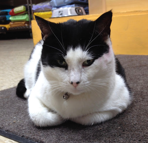 Pet Supply Store «Litterpaw Pet Supply», reviews and photos, 267 S 10th St, Philadelphia, PA 19107, USA