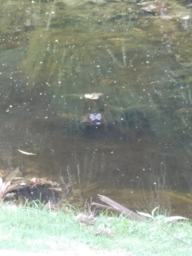 Country Club «Ironhorse Country Club», reviews and photos, 8055 Ironhorse Blvd, West Palm Beach, FL 33412, USA