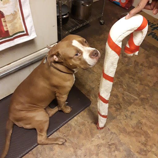 Pet Supply Store «Pet Supplies Plus», reviews and photos, 531 Monroe Ave, Rochester, NY 14607, USA