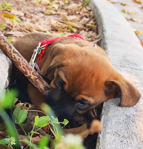 Park «Flamingo Park», reviews and photos, 1200 Meridian Ave, Miami Beach, FL 33139, USA