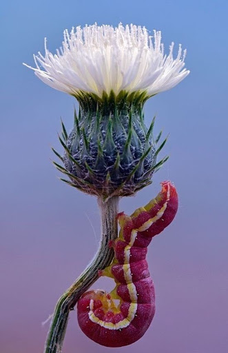 Donut Shop «Dippity Donuts», reviews and photos, 1854 Newport Blvd, Costa Mesa, CA 92627, USA