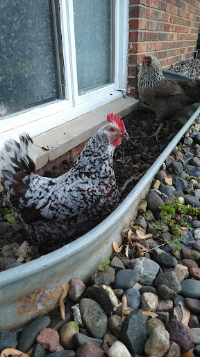 Home Improvement Store «Tractor Supply Co.», reviews and photos, 9273 Cafferty Ct, Inver Grove Heights, MN 55076, USA