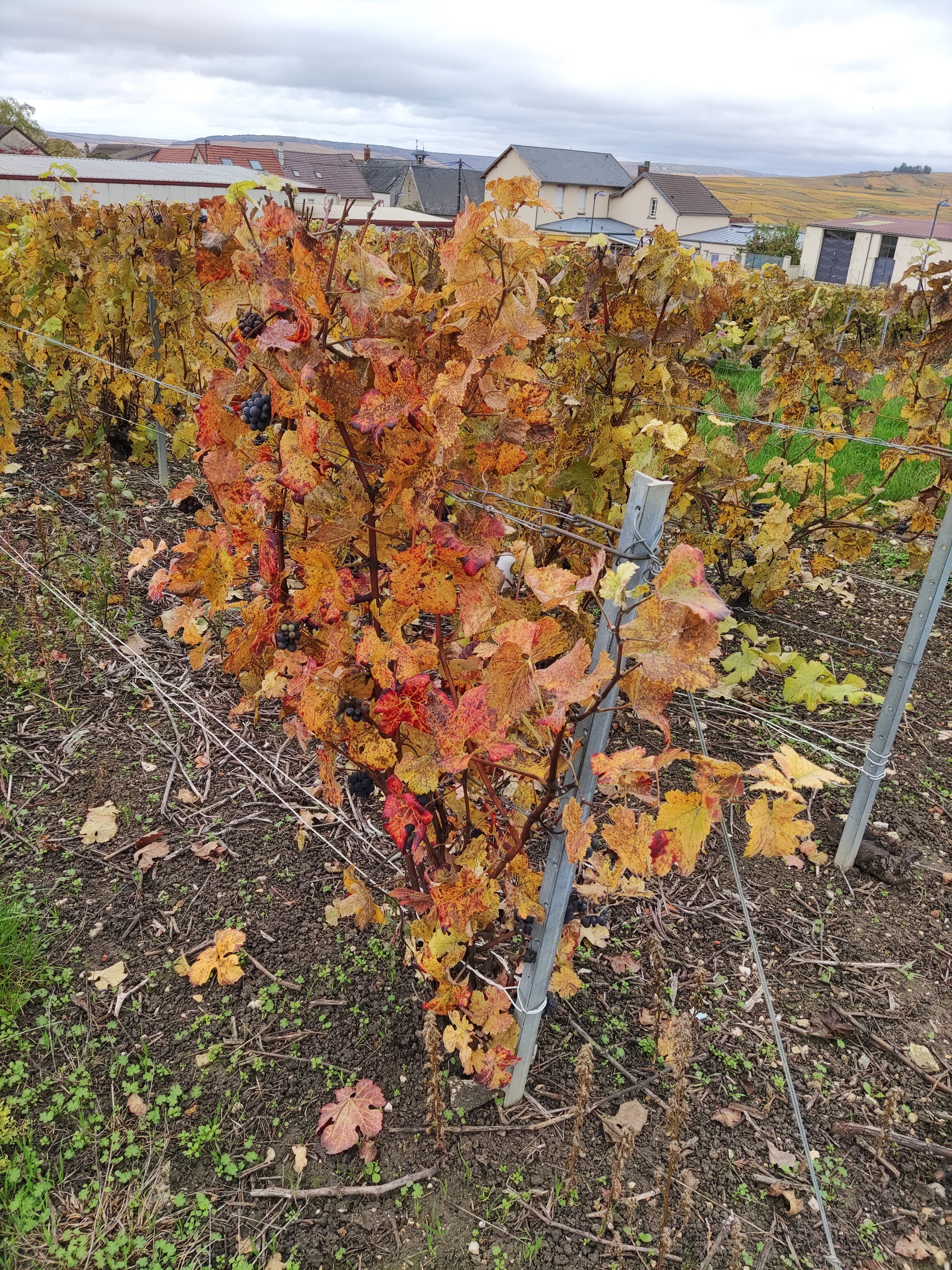 Photo n° 1 de l'avis de Vadim.i fait le 26/10/2020 à 12:57