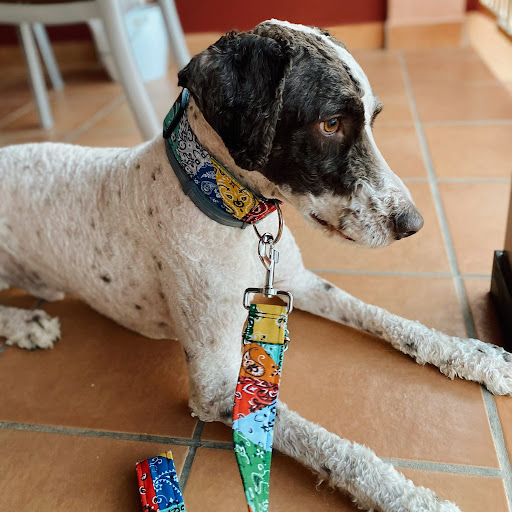 Collares Perrunos by Carmela en Alfoz de Quintanadueñas, Burgos