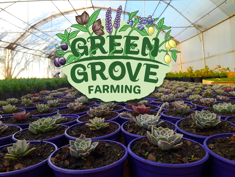 Green Grove Farming