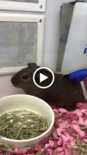 Pet Supply Store «Petco Animal Supplies», reviews and photos, 3150 Erie Blvd E #500, Syracuse, NY 13214, USA