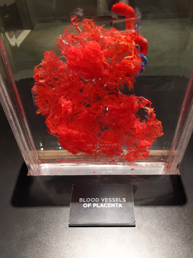 Science Museum «Connecticut Science Center», reviews and photos, 250 Columbus Blvd, Hartford, CT 06103, USA