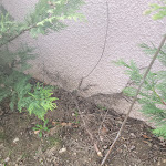 Photo n° 3 de l'avis de Guillaume.l fait le 19/03/2022 à 13:55 pour Pilat Espaces Verts à Saint-Pierre-de-Bœuf