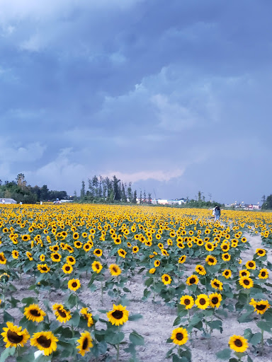 Prayers From Maria Sunflower Field in Avon image 2