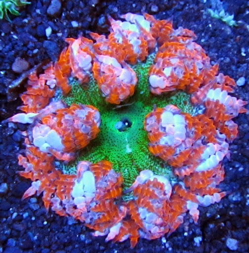 Aquarium «VIP Reef Aquarium», reviews and photos, 16300 SW 137th Ave #121, Miami, FL 33177, USA