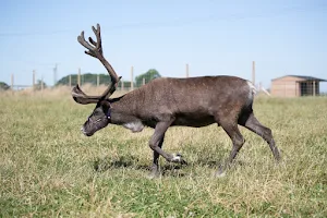 Asch Reindeer image