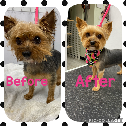 Pet Store «DipidyDawg Gourmet Dog Bakery & Boutique», reviews and photos, 21301 S Tamiami Trail Suite 430, Estero, FL 33928, USA