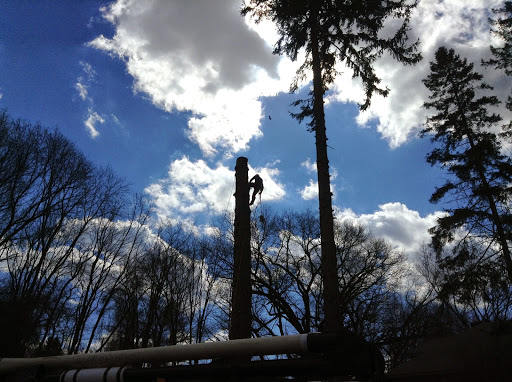 Tree service Bridgeport