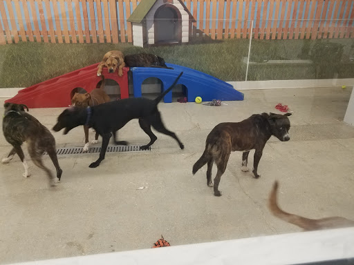 Pet Supply Store «Petco Animal Supplies», reviews and photos, 6200 S Dixie Hwy, South Miami, FL 33143, USA