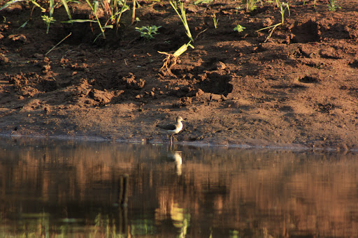 Charco Urracas Area Verde Los Cerritos