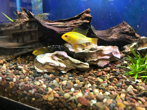 Tropical Fish Store «Aquatic Dog», reviews and photos, 7429 E Iliff Ave, Denver, CO 80231, USA