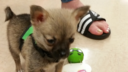 Pet Supply Store «Petco Animal Supplies», reviews and photos, 5631 Grove Blvd, Hoover, AL 35226, USA