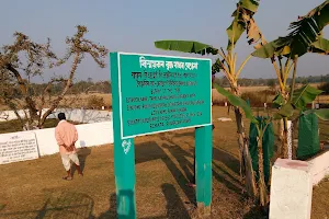 Bakhar Bengena Tree image