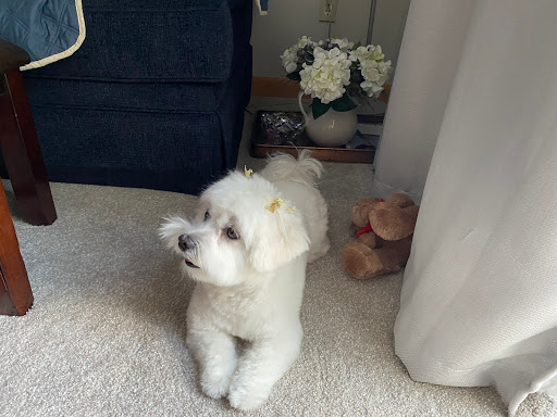 Pet Supply Store «Petco Animal Supplies», reviews and photos, 86 Storrs Rd, Mansfield Center, CT 06250, USA