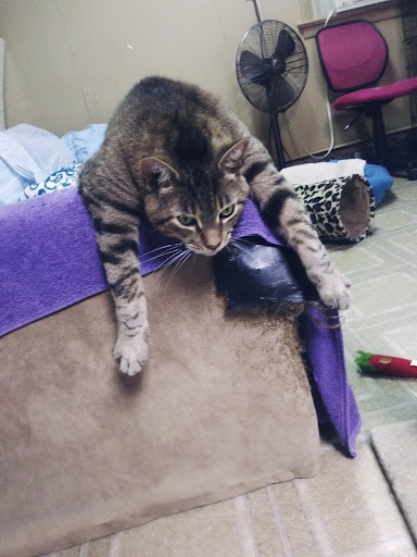 Pet Groomer «The Wagging Tail Pet Nutrition Center», reviews and photos, 337 U.S. 9, Cape May, NJ 08204, USA