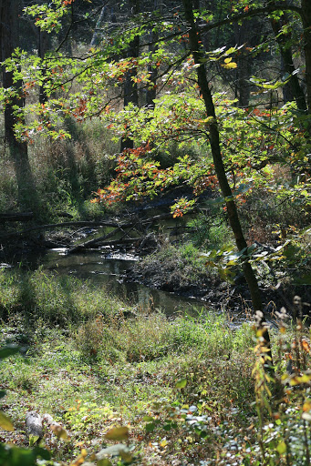 Nature Preserve «Jurgensen Woods Nature Preserve», reviews and photos, 183rd St, Lansing, IL 60438, USA