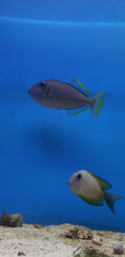 Pet Supply Store «Monrovia Tropical Fish», reviews and photos, 603 W Huntington Dr, Monrovia, CA 91016, USA