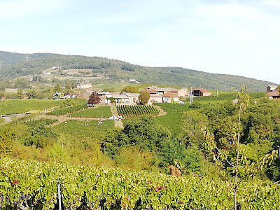 Domaine Romuald Petit à Saint-Vérand