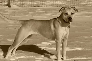 Hafftime Farm Dog Boarding Kennel image