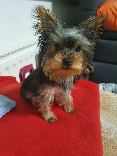 Dr. med. Carmen Baar veterinary practice unter Bremen, Bremen