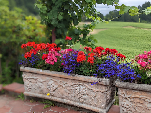 Winery «Elk Cove Vineyards», reviews and photos, 27751 NW Olson Rd, Gaston, OR 97119, USA