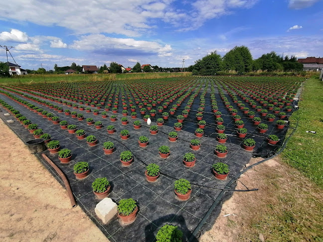 Opinii despre Chryzantemy Mokwa în Oświęcim - Ogrodnik