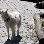 Photo n°13 de l'avis de Patrice.o fait le 30/05/2021 à 19:26 sur le  Tier-Erlebnispark Bell à Bell