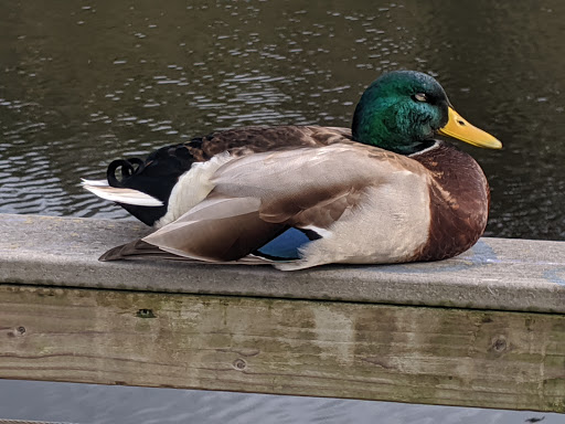 Park «Scriber Lake Park», reviews and photos, 5601 198th St SW, Lynnwood, WA 98036, USA