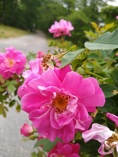 Park «Goodwill Park», reviews and photos, 416 Green St, Holliston, MA 02540, USA