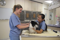 Animal Hospital of Irvine