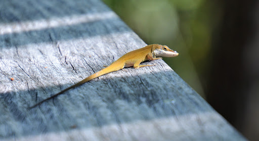 Nature Preserve «Grassy Waters Preserve», reviews and photos, 8264 Northlake Blvd, West Palm Beach, FL 33412, USA