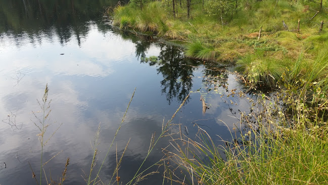 Czarny Staw w Puszczy Niepołomickiej - Pole kempingowe