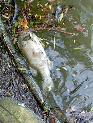 Pêche au plan d'eau du Mûrier. (4 au 11 MARS )( Truite 6) à Craon