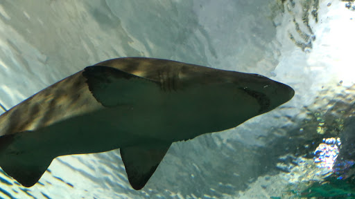 Aquarium «Shark Encounter», reviews and photos, Mission Bay Park, San Diego, CA 92109, USA