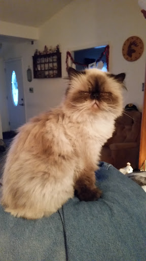 Pet Store «Pet Valu», reviews and photos, 711 Evesham Ave, Somerdale, NJ 08083, USA