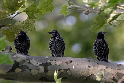 Park «Highland Park», reviews and photos, Interboro Pkwy, Brooklyn, NY 11208, USA